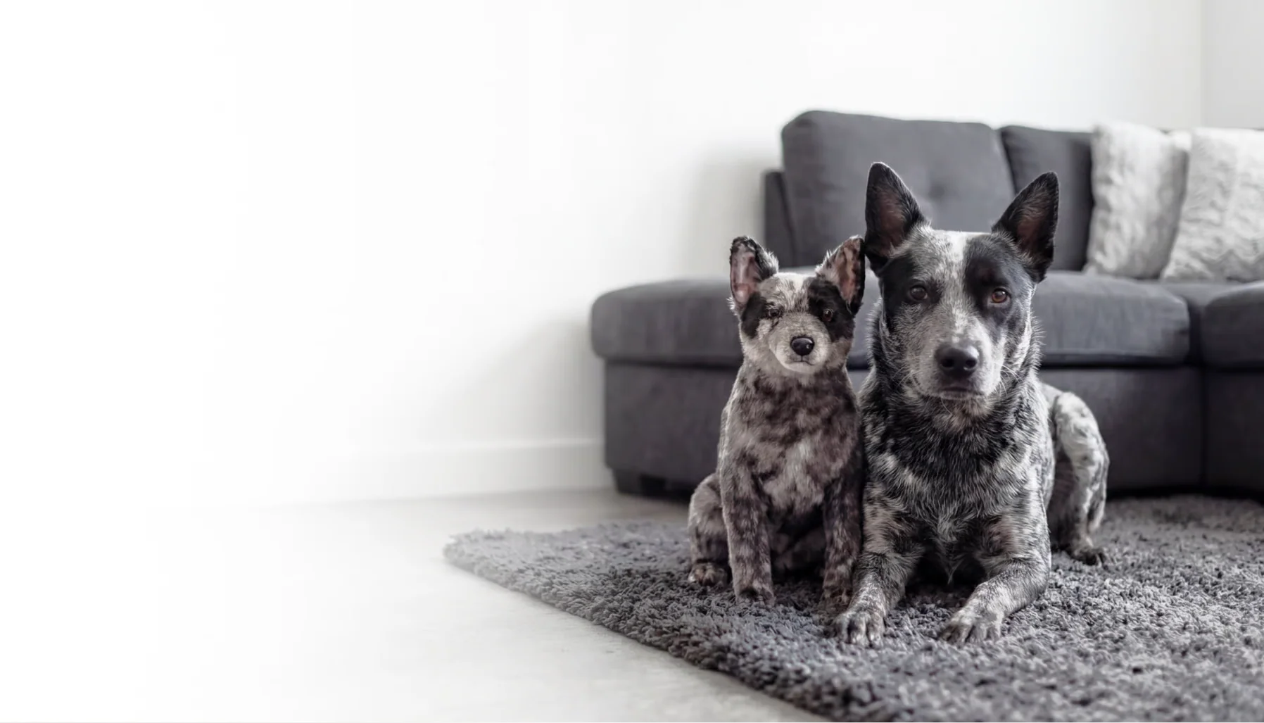 Your Pet, Reimagined in Plush