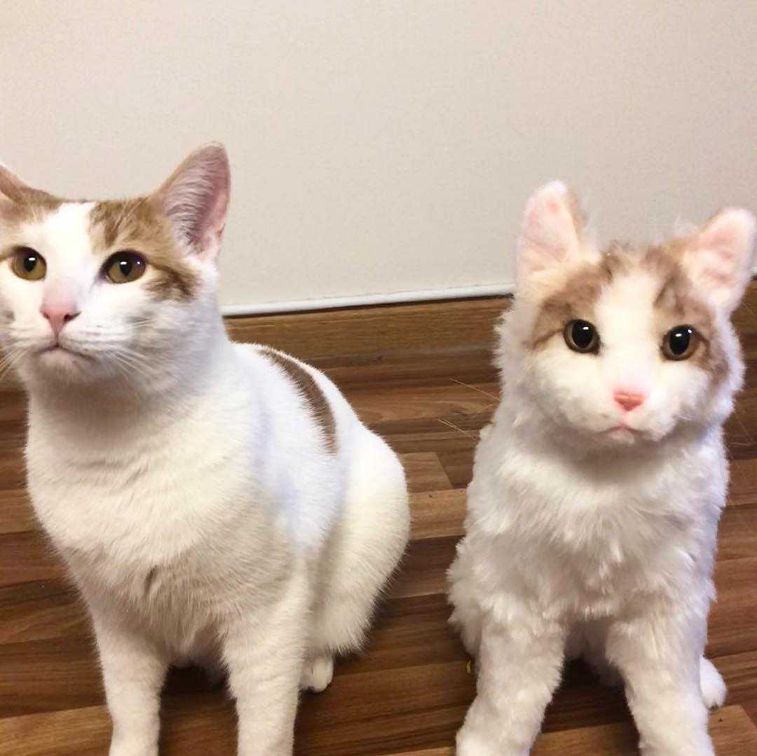 Custom Cat Plush Cuddle Clone - Image 9