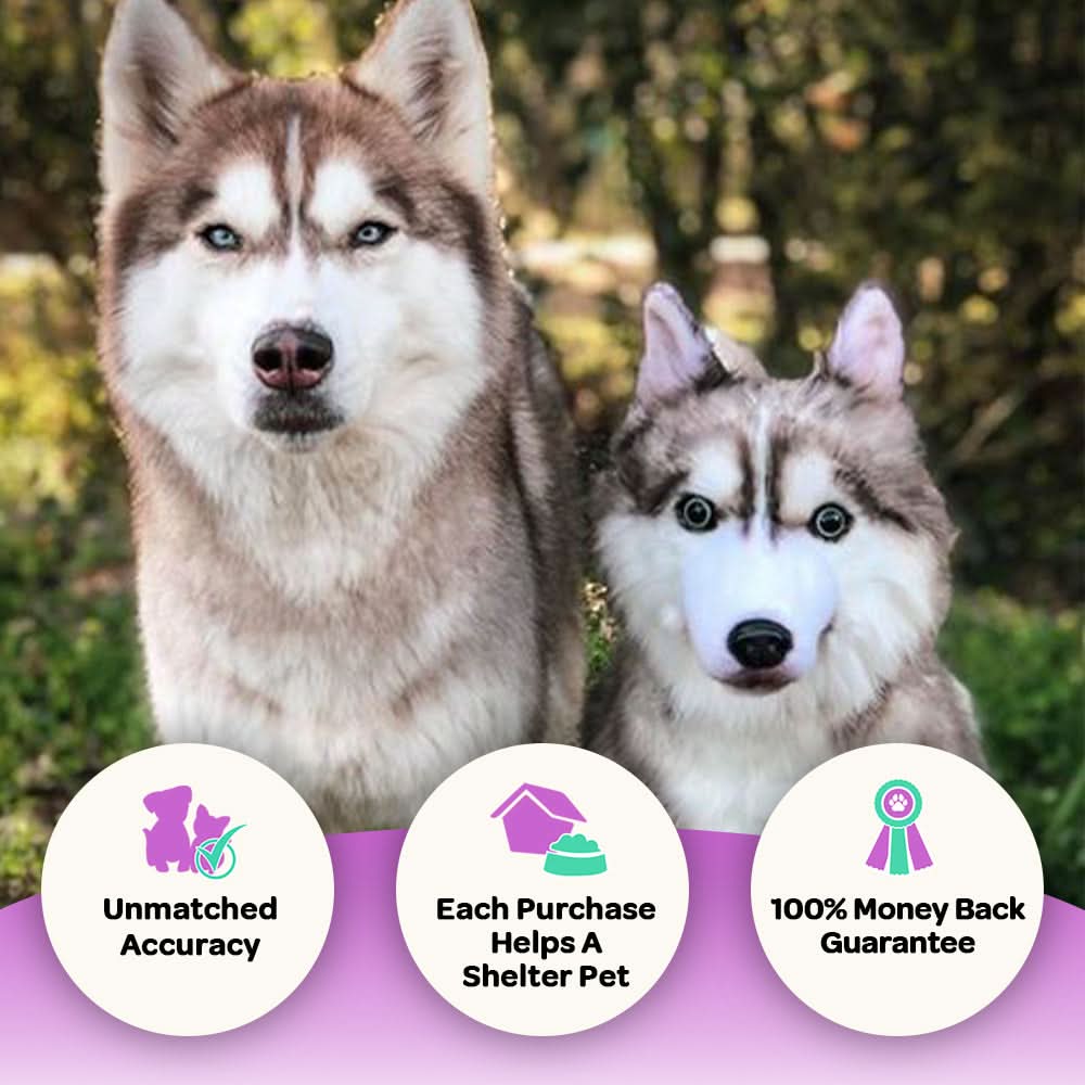 Custom Husky Plush Cuddle Clone - Image 5