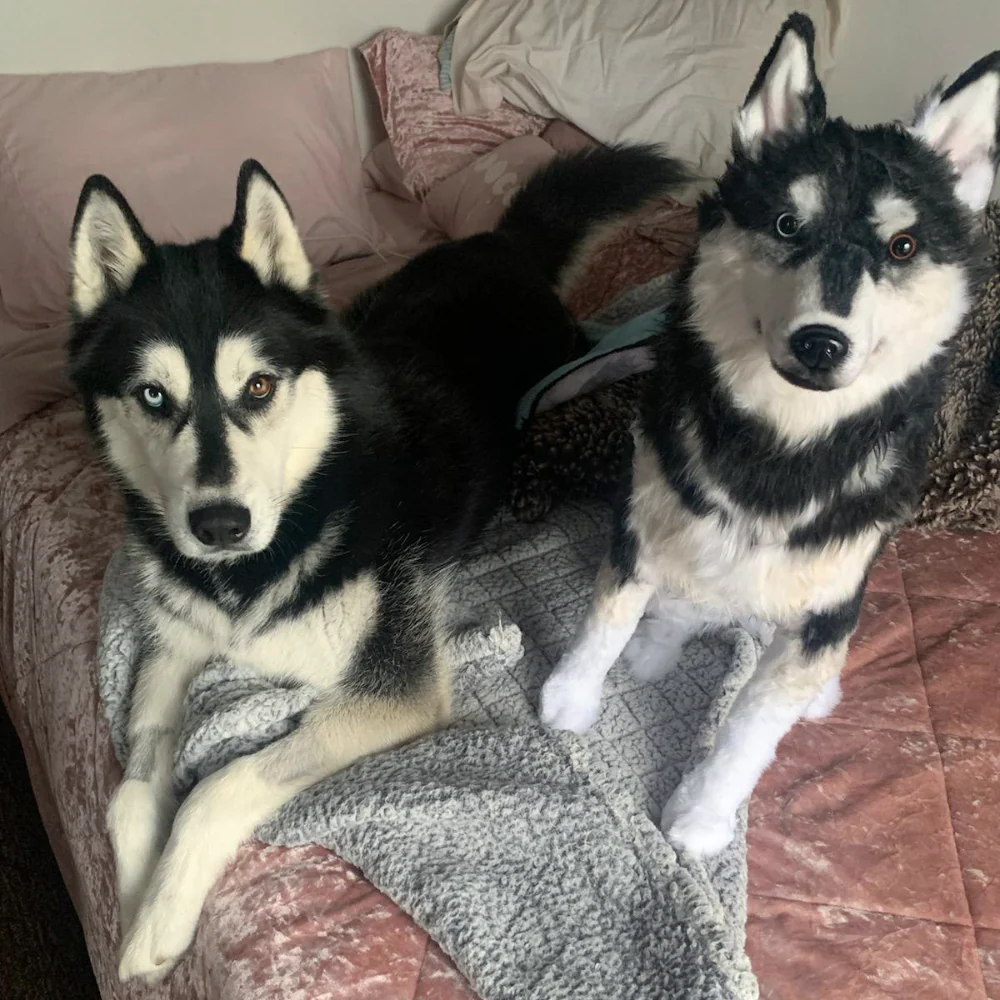 Custom Husky Plush Cuddle Clone - Image 7