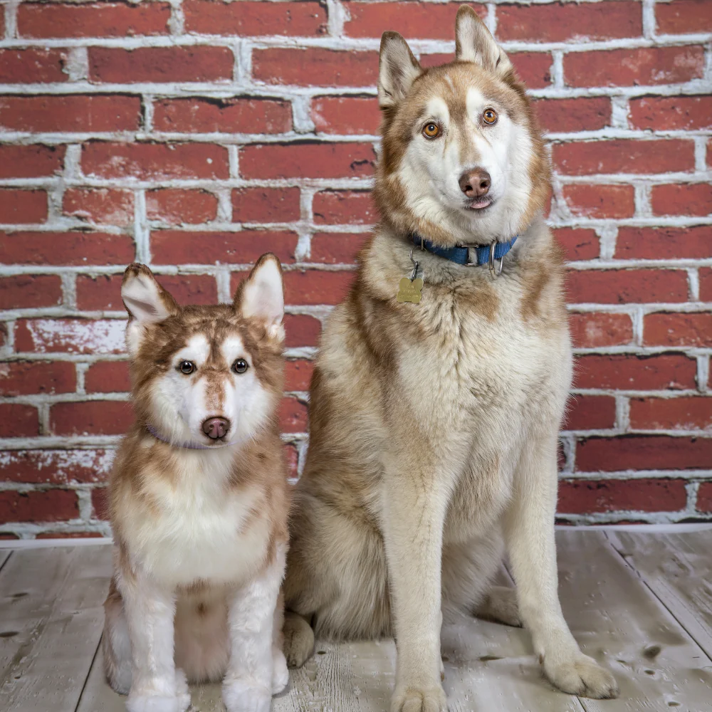 Custom Husky Plush Cuddle Clone - Image 8