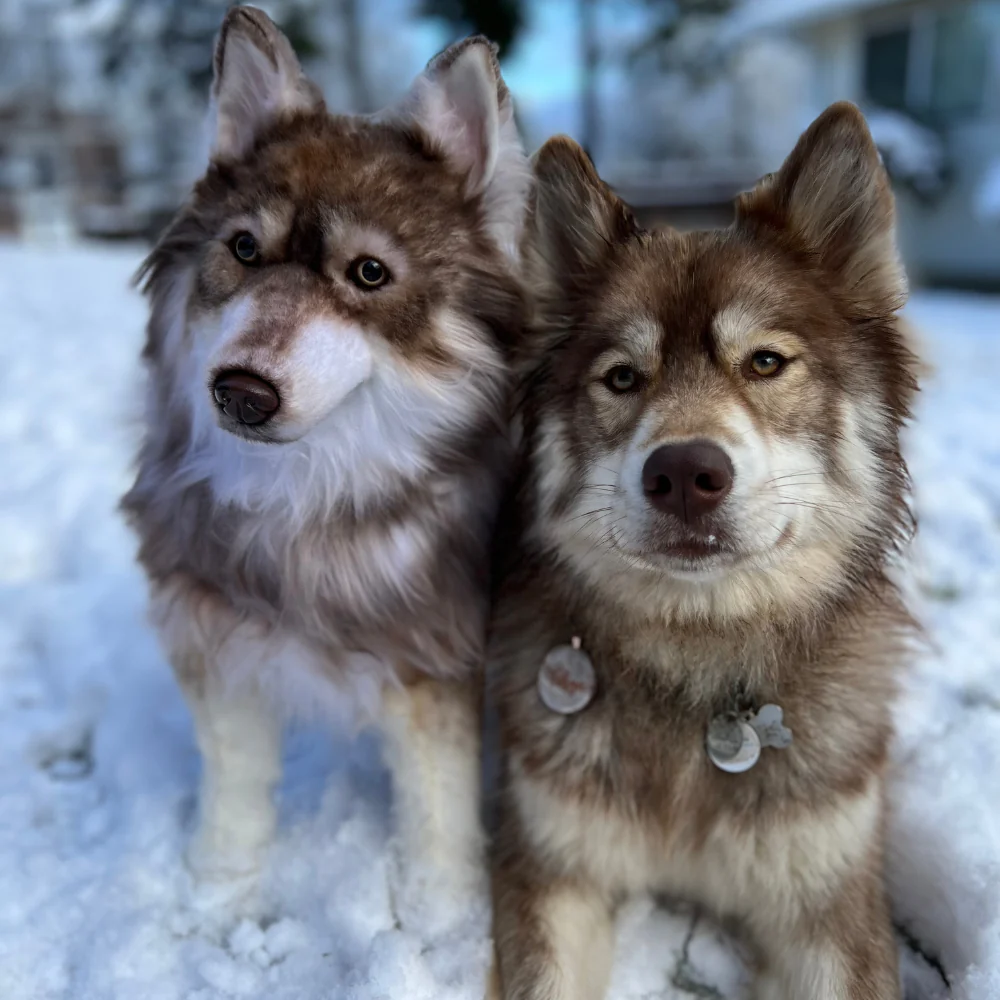 Custom Husky Plush Cuddle Clone - Image 9