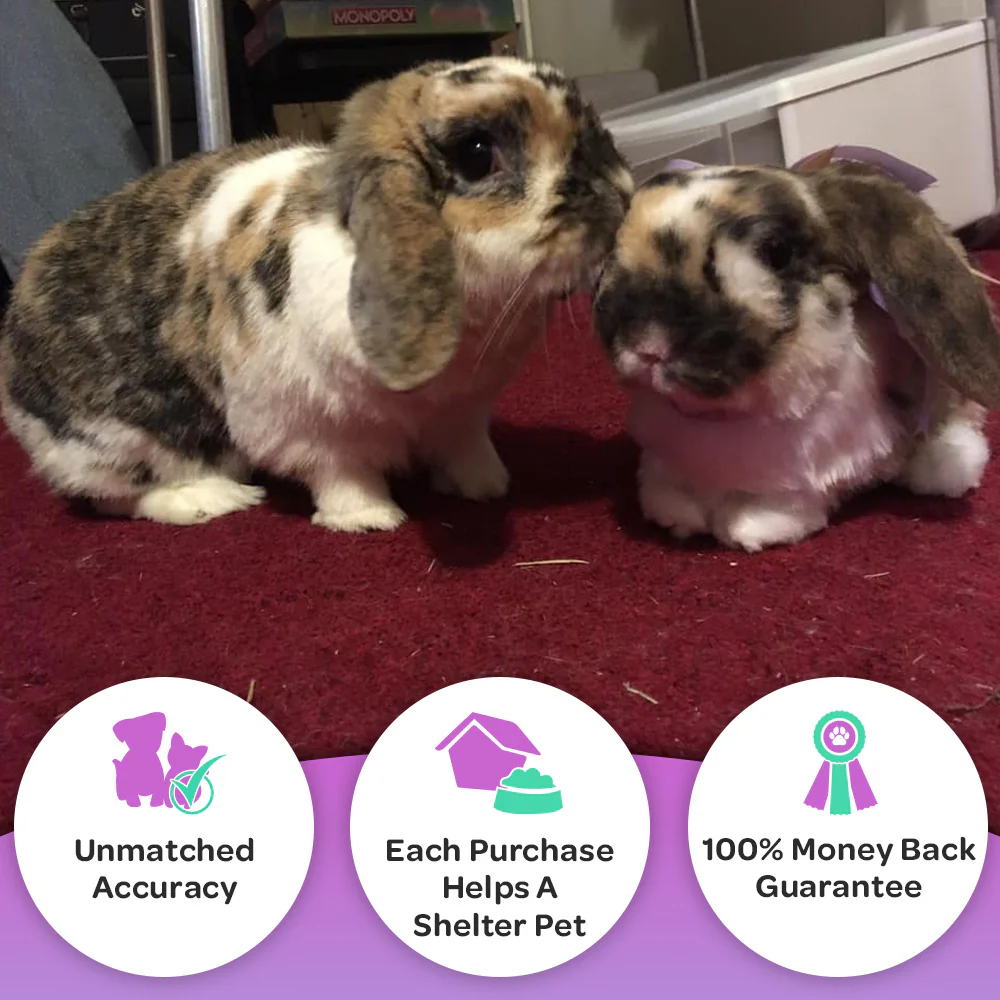 Custom Rabbit Plush Cuddle Clone - Image 3