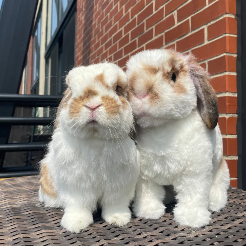 Custom Rabbit Plush Cuddle Clone - Image 5